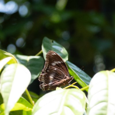 Hypolimnas bolina (-), TH, Sri Phang Nga