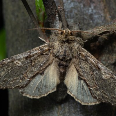 Peridea anceps (hřbetozubec plachý), Žebětín