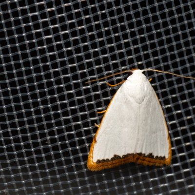 Niveutane virginalis (-), TH, Khao Sok