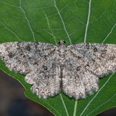 Charissa obscurata (šerokřídlec tmavý), Hády
