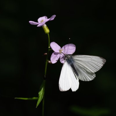 Pieris napi (bělásek řepkový), AT, Mödling