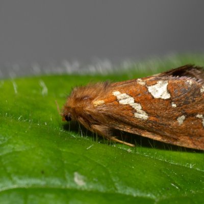 Phymatopus hecta (hrotnokřídlec lesní), Kateřinská jeskyně