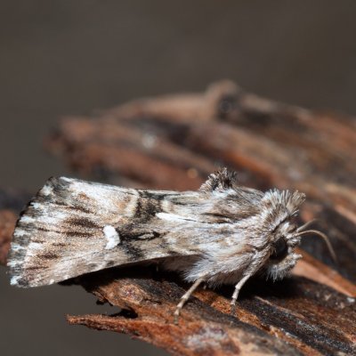 Calophasia lunula (jasnobarvec květelový), Devět křížů