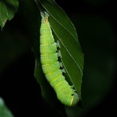 Pseudoips prasinana (zeleněnka buková), Žebětín