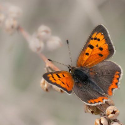 Lycaena phlaeas (ohniváček černokřídlý), Střelecký kopec