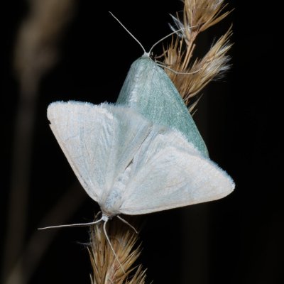 Pseudoterpna pruinata (zelenopláštník janovcový), Kývalka
