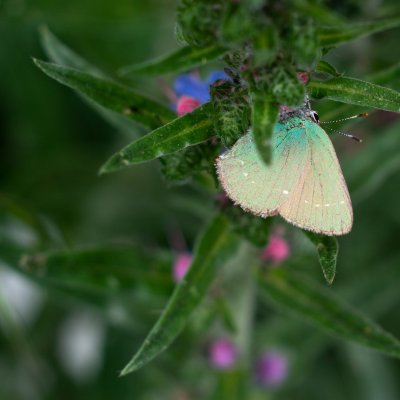 Callophrys rubi (ostruháček ostružinový), NPP Rudické propadání