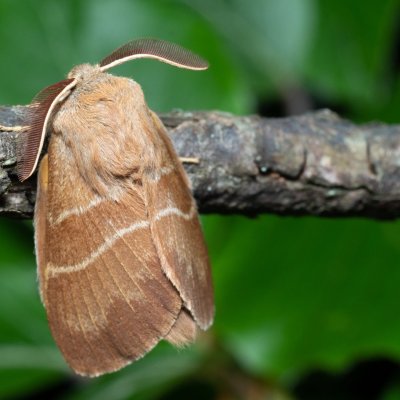 Macrothylacia rubi (bourovec ostružiníkový), NS Bučín