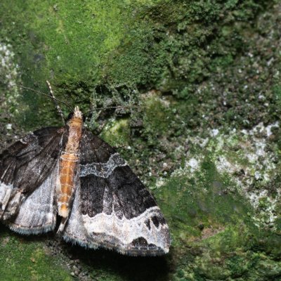 Ecliptopera capitata (píďalka žlutohlavá), Kateřinská jeskyně