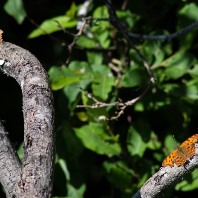 Polygonia c-album (babočka bílé c), SK, u PR Brezina, Tatry