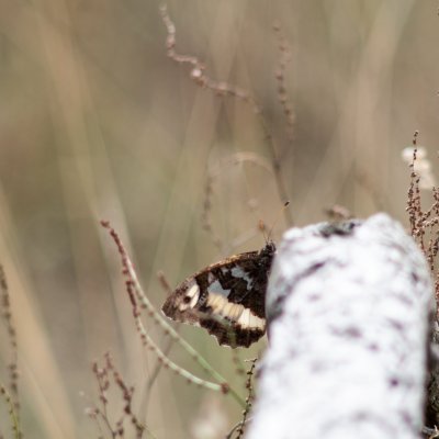 Brintesia circe (okáč voňavkový), PR Biskoupský kopec