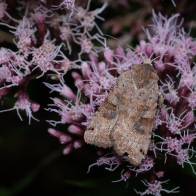 Xestia baja (osenice rulíková), PP Augšperský potok