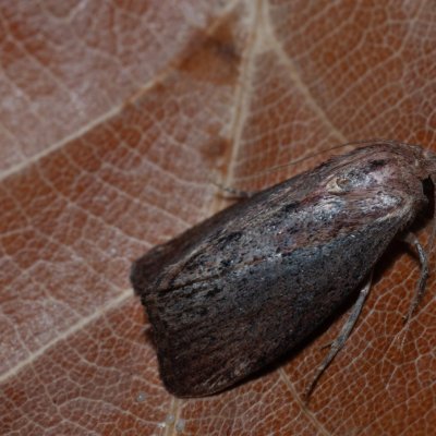 Galleria mellonella (zavíječ voskový), Hrušovany u Brna