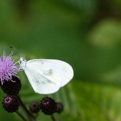 Leptidea juvernica/sinapis (bělásek luční/hrachorový), Omice