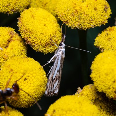 Catoptria falsella (travařík károvaný), Kývalka