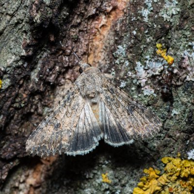 Anarta trifolii (můra jetelová), Hrušovany u Brna