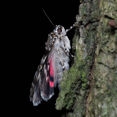 Catocala promissa (stužkonoska úzkopásá), Žebětín