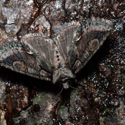 Allophyes oxyacanthae (pestroskvrnka hlohová), PR Kamenný vrch