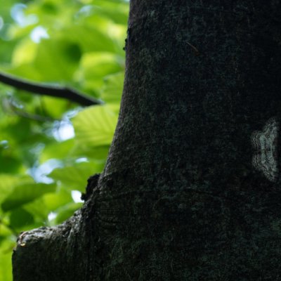Hypomecis punctinalis (různorožec ovocný), Přírodní park Rakovecké údolí