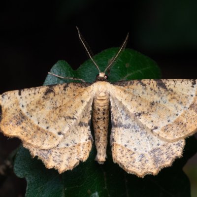 Artiora evonymaria (zejkovec brslenový), NPP Pouzdřanská step - Kolby