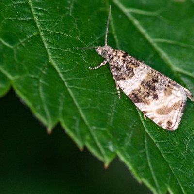 ?, Podkomorské lesy, Kopeček