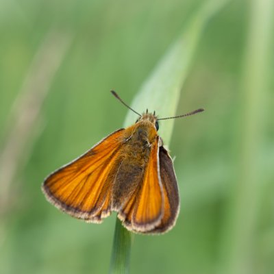 Thymelicus lineola (soumračník čárečkovaný), SK, Štôla
