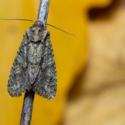 Dryobotodes eremita (pestroskvrnka dubová), PP Kavky