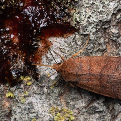 Agrochola nitida (polnice rozrazilová), Hády - odkaliště
