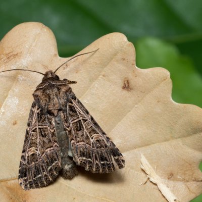 Sideridis reticulata (můra mydlicová), PP Černice