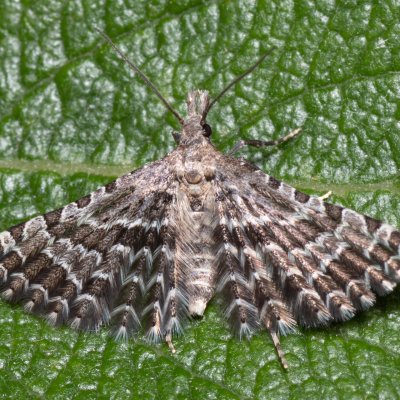 Alucita grammodactyla (pernatěnka hlaváčová), Hády