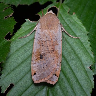 Noctua pronuba (osenice šťovíková), Žebětín