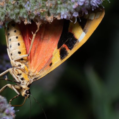 Euplagia quadripunctaria (přástevník kostivalový), Březina