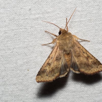 Helicoverpa armigera (černopáska bavlníková), Kývalka