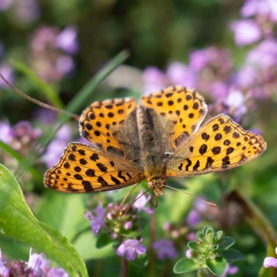 Issoria lathonia (perleťovec malý), PP Bobrava