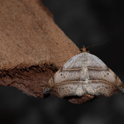 Laspeyria flexula (lišejnice šedá), NPP Stránská skála