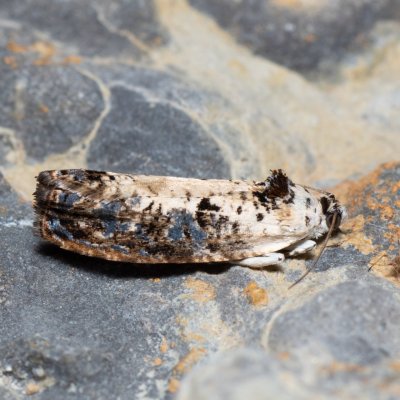 Hedya salicella (obaleč vrbový), Hády - lesní lom