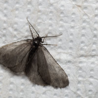 Psychidae sp., PP Černice