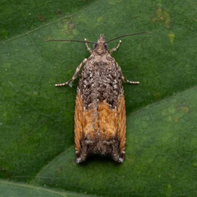 Epinotia nisella (-), jeskyně Výpustek