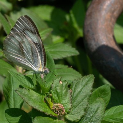 Appias libythea (-), TH, Railay