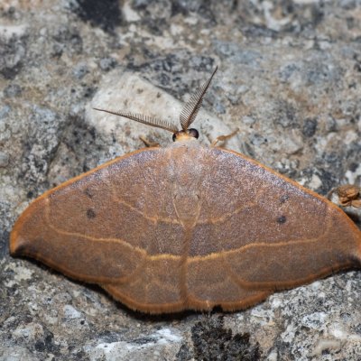 Watsonalla uncinula (-), GR, Sokraki, Korfu