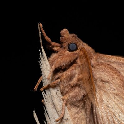 Euthrix potatoria (bourovec trávový), Devět křížů