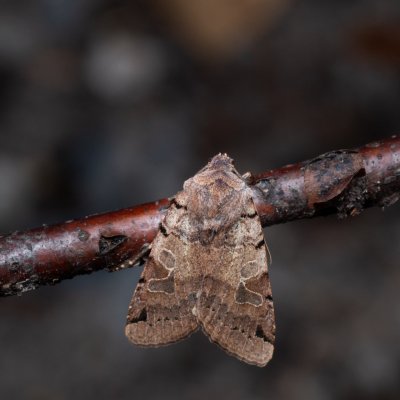 Agrochola litura (polnice vrbková), jeskyně Výpustek