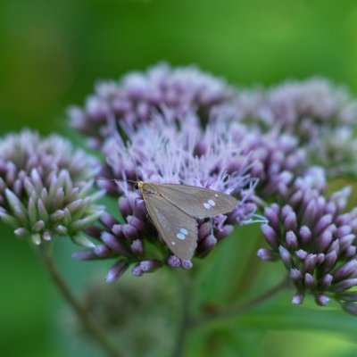 Dysauxes ancilla (běloskvrnáč lišejníkový), Helenčina studánka