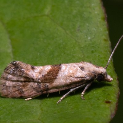 Cochylidia heydeniana (-), Hády - Ruženin lom