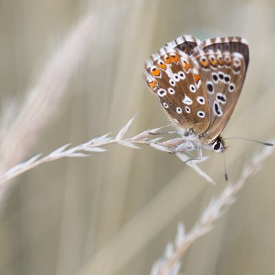 Polyommatus coridon (modrásek vikvicový), PP Černice
