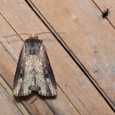 Axylia putris (osenice žlutavá), Devět křížů