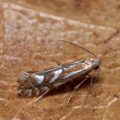Phyllonorycter sp., PP Na cvičišti
