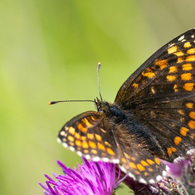 Melitaea athalia (hnědásek jitrocelový), SK, Štôla
