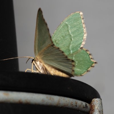 Hemithea aestivaria (zelenopláštník trnkový), NPP Červený kopec