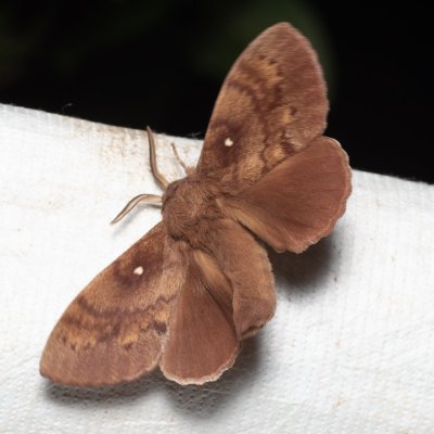 Dendrolimus pini (bourovec borový), Augšperský potok